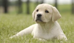 Page Toiletpapier - Eco - Duurzaam - 24 Rollen - Voordeelverpakking -Lifestyle-Productwinkel 1200x697